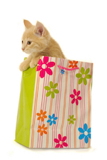 Aanschaffen Kat - Kattentaal - Advies katjes en kattenoppas aan huis regio Waregem Aanschaffen Kat - Kattentaal - Advies katjes en kattenoppas aan huis regio Waregem