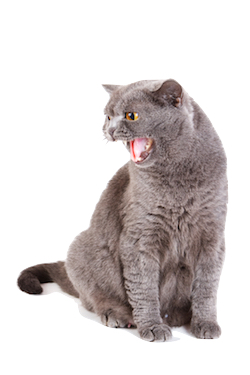 Probleemgedrag Katten - Kattentaal - Advies katjes en kattenoppas aan huis regio Waregem Probleemgedrag Katten - Kattentaal - Advies katjes en kattenoppas aan huis regio Waregem