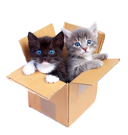 Dierenoppas aan huis - Kattentaal - Advies katjes en dierenoppas aan huis regio Waregem